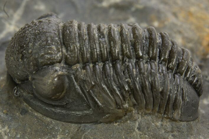 Detailed Proetid (Gerastos) Trilobite Fossil - Morocco #325841